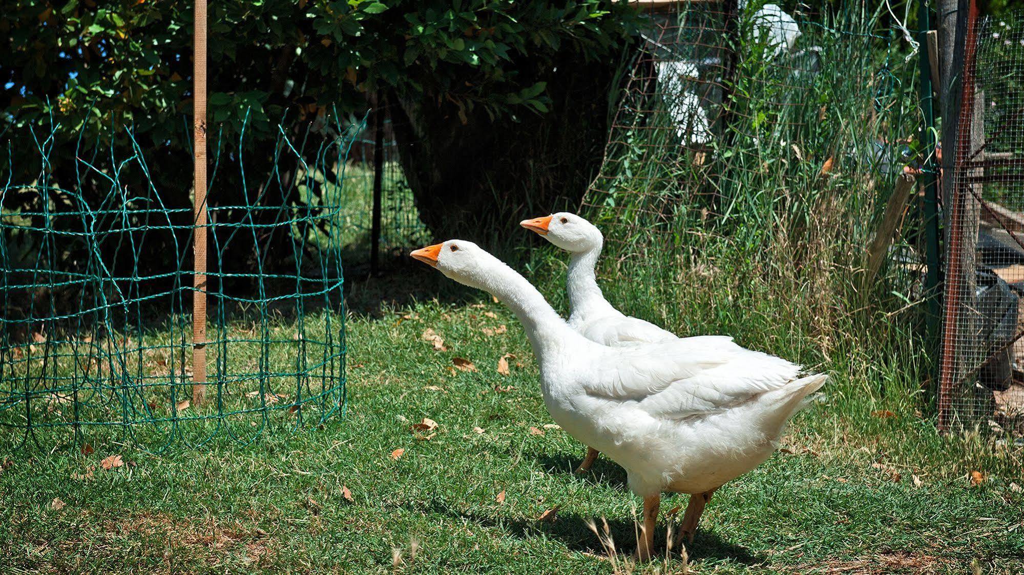 Agriturismo La Buca Di Bellugi ซันกีรีโกดอร์เชีย ภายนอก รูปภาพ